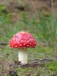 FZ020103 Fly Agaric (Amanita muscaria) mushroom.jpg